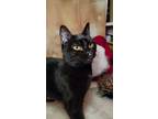 Adopt Selene a Domestic Short Hair