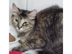 Adopt Ariel--Available with Bonded Companion, Ace a Dilute Tortoiseshell