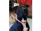 Adopt Venus a American Staffordshire Terrier