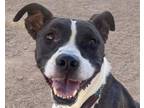 Adopt TASI a Pit Bull Terrier, Mixed Breed