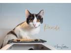 Adopt Panda (Bonded with Shadow) **SPONSORED** a Domestic Short Hair