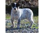 Australian Cattle Dog Puppy for sale in Coats, NC, USA