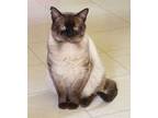 Adopt Nate a Siamese