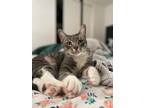 Adopt Frejya a Tabby