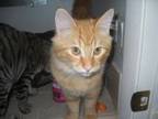 Adopt Young Tabby Cats Female Oakhurst, CA a Tabby