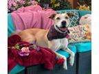 Adopt Adorable Provo mixed breed terrier and sweet Lucas a American