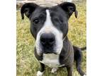 Adopt Lucy (LuLu) a Pit Bull Terrier