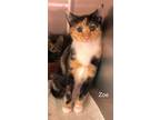 Adopt Zoe a Domestic Short Hair