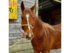 Adopt Scarlett a Quarterhorse