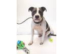 Adopt Cuddle Bug (AKA Sugar) a Pit Bull Terrier