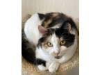 Adopt Cali a Calico