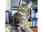 Adopt Lexa a Tabby, Domestic Short Hair