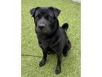 Adopt Panda (in foster) a Shar-Pei, Chow Chow