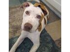 Adopt Brynn a Pit Bull Terrier