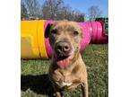 Adopt Cinnamon a Boxer, Pit Bull Terrier