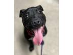 Adopt Valero/Xena a Pit Bull Terrier