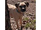 Adopt Charla a Boxer