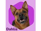 Adopt Dahlia a German Shepherd Dog
