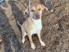 Adopt ROSIE a Labrador Retriever, Mixed Breed