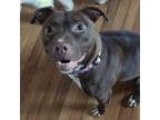 Adopt Mika a American Staffordshire Terrier, Mixed Breed