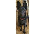 Adopt Cher a Labrador Retriever, German Shepherd Dog
