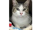 Adopt Lucy a Domestic Short Hair