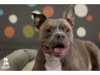 Adopt CINDY CRAWFORD a Pit Bull Terrier