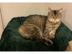 Adopt Shawna a Tabby, Domestic Short Hair