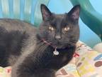 Adopt Shadow a Domestic Short Hair