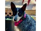 Adopt Laverne a Australian Cattle Dog / Blue Heeler