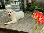 Adopt Kimama "Kimmie" HTX a Great Pyrenees