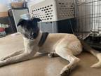 Adopt 55136139 a Akita, Shepherd