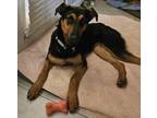 Adopt Phoenix a Doberman Pinscher, Mixed Breed