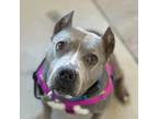 Adopt Misty a Pit Bull Terrier