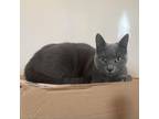 Adopt Hallie - MISSING a Russian Blue