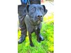 Adopt Roxy Beautiful Lab Mix 2 years old 54 pounds Sweetie Pie FOSTERING IN