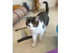 Adopt Bunny a Domestic Short Hair