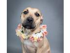 Adopt Camila a Black Mouth Cur, American Staffordshire Terrier