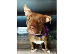 Adopt Princess Portia (CP) a Pit Bull Terrier