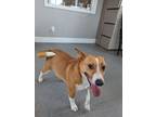 Adopt Cagney and Lacey a Beagle