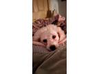 Adopt Portable Keg a Miniature Poodle, Labradoodle