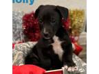 Adopt Holly ML a Black Labrador Retriever, Mixed Breed