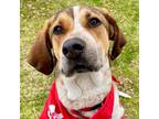 Adopt June Bug a Foxhound, Terrier