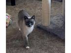 Adopt Roxy a Siamese, Domestic Short Hair