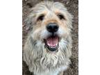 Adopt Cona a Terrier