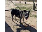 Adopt Pita a Pit Bull Terrier, Catahoula Leopard Dog