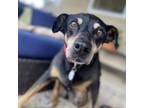 Adopt Paulina a Doberman Pinscher, Black Labrador Retriever