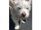 Adopt Olive a Terrier