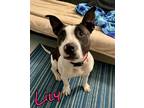 Adopt Lily a Staffordshire Bull Terrier