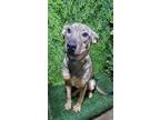 Adopt Gabby a Mixed Breed